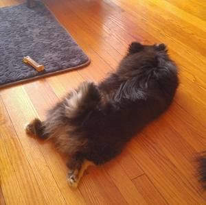 Meet your Posher, Roxanne